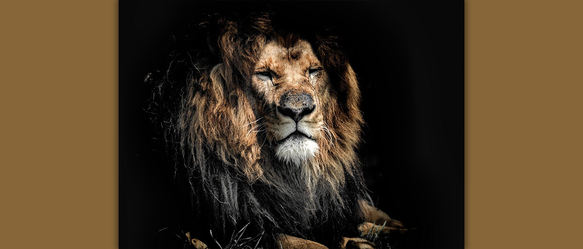Ein Löwe frontal mit schwarzem Hintergrund