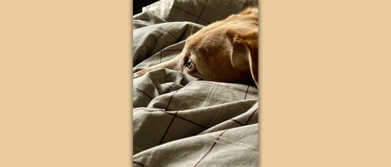 ein Hundekopf von der Seite umgeben von einer Bettdecke