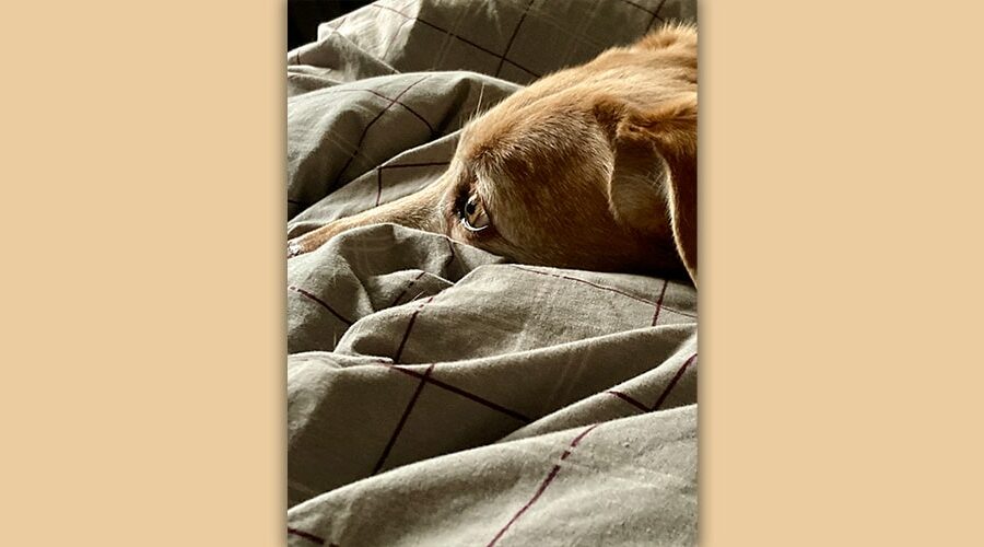 ein Hundekopf von der Seite umgeben von einer Bettdecke