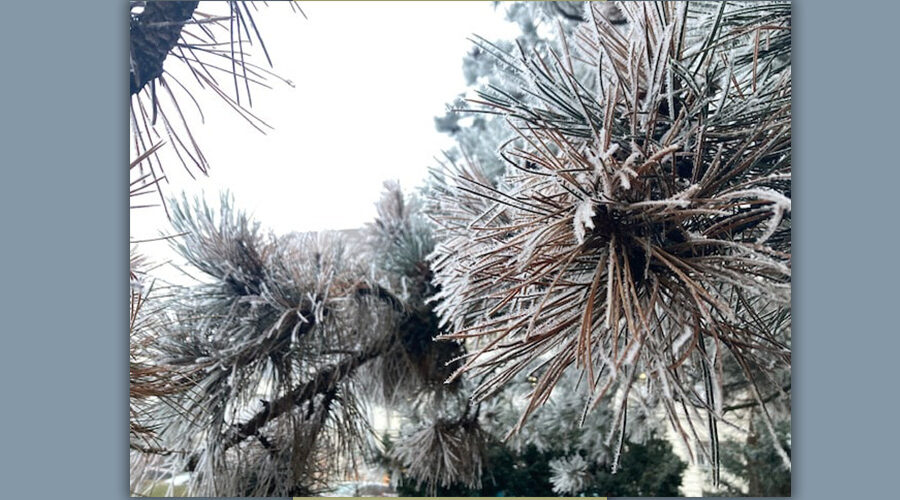 Eiskristalle an einem Nadelbaum