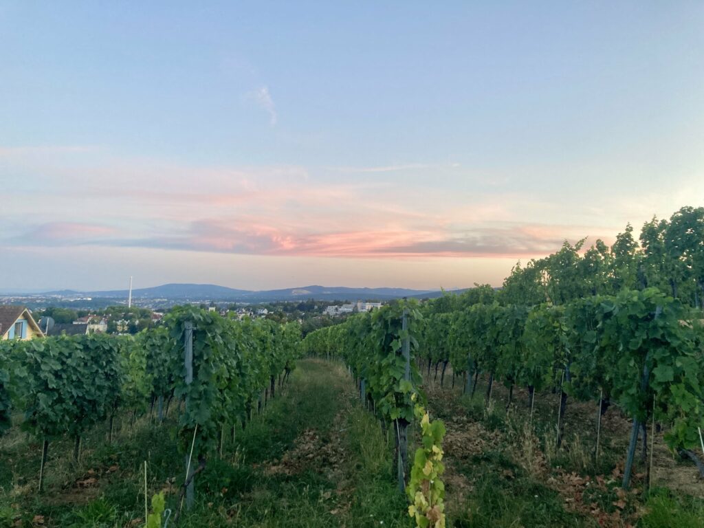 Blick vom Leitner Heurigen in Wien über die Stadt Wien und den Weinberg