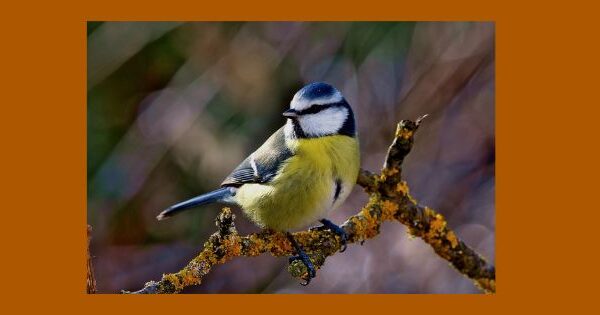 Blaumeise auf einem Ast